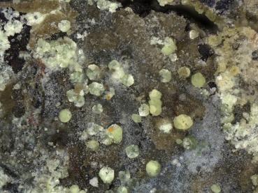 Arsenuranospathit